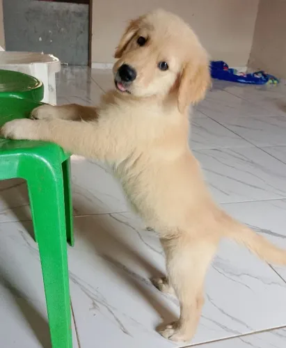 Cachorro Golden Retriever
