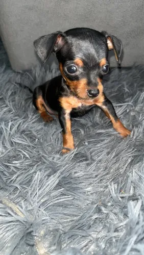 Pinscher 01