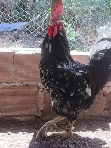 Ovos fértil GSB balão e pintinhos