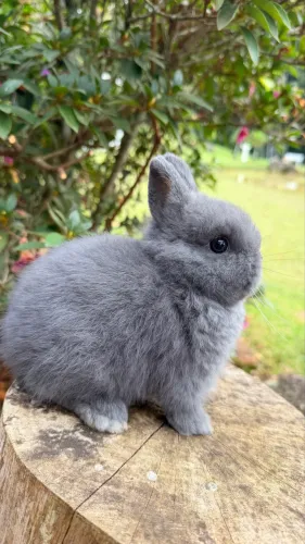 Coelho Netherland Dwarf Macho