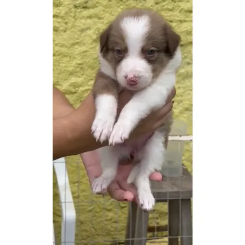 Border Collie Machos e Fêmeas 