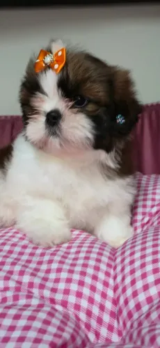 Shihtzu Tricolor Femea