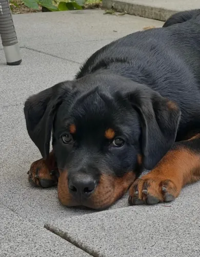 Filhotes de Rottweiler saudáveis e bem cuidados.