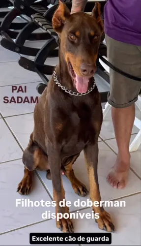 Filhote de doberman com 45 dias disponível 