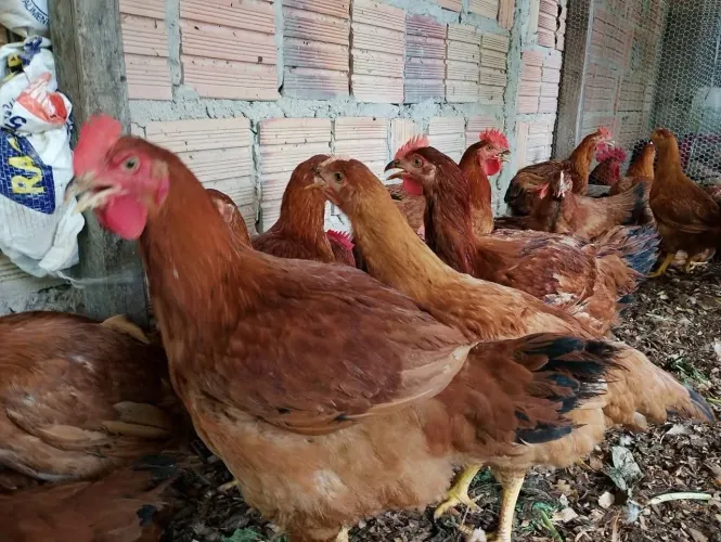 Vendas de galinhas 