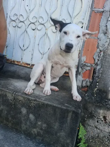 Pit monstr femea 300