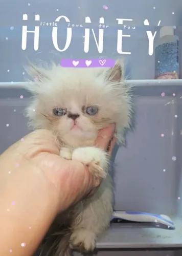Gatos persas com 20 dias exemplar da raça.