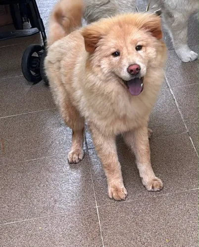Chow chow filhote
