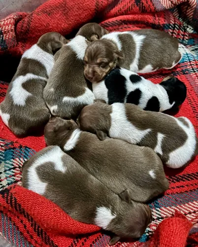 Filhotes de Fox Paulistinha (Terrier Brasileiro)