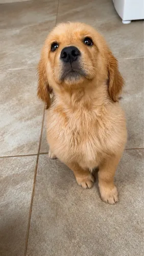 Filhotes de Golden Retriever