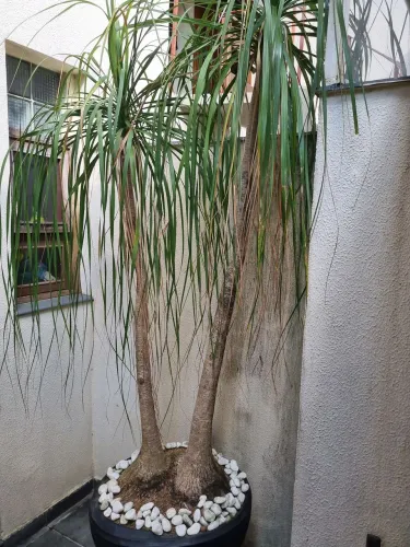 Planta Pata De Elefante Dupla Adulta