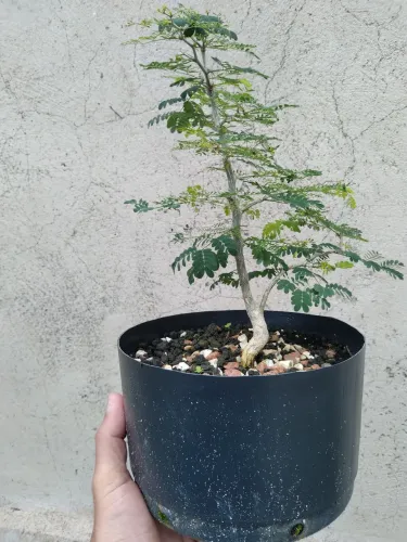 Bonsai Pitheco
