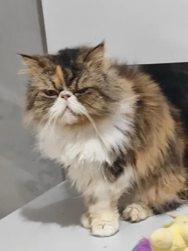 Gata persa