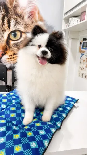 Lulu da pomerania macho 