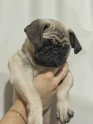 Pug fêmea filhote 