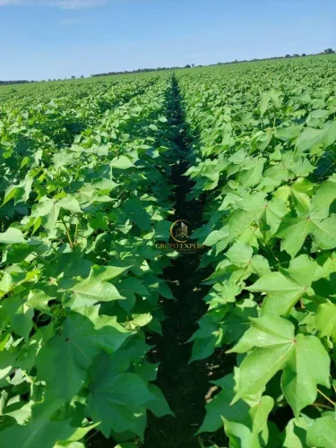Fazenda soja e gado com mais de 1100 Alqueires a venda em Jussara Goiás!
