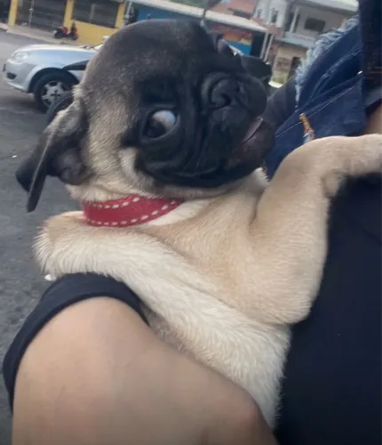 Filhote Pug