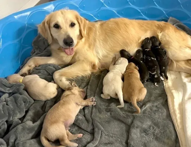 GOLDEN DOAÇÃO : FILHOTES CHEIOS DE AMOR PARA DAR