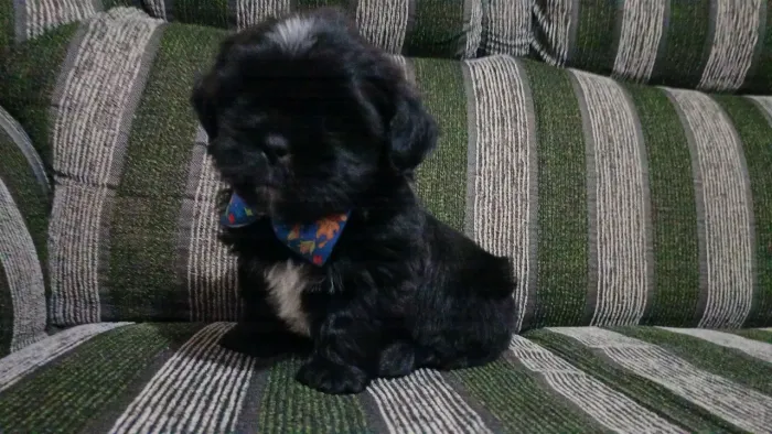 Shitzu macho preto