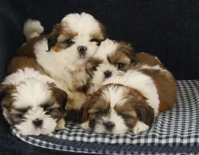 Doação filhote de shih-tzu