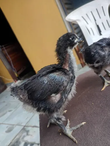 Pintinhos de gigante negro de Jersey 