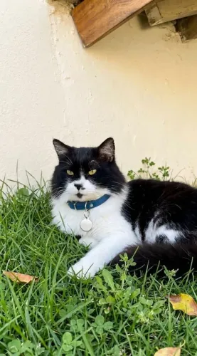Gato doação