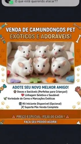 Camundongo