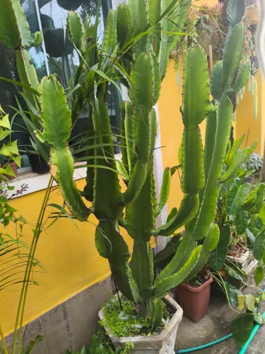 Plantas