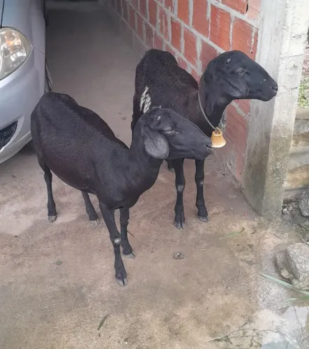 Ovelha