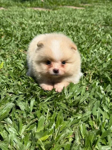 Fêmea de Spitz Alemão Anão 