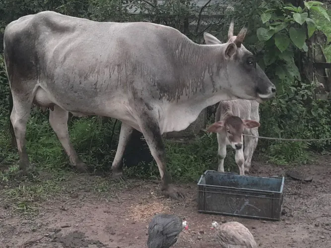 Vende-se uma vaca parida de fêmea.