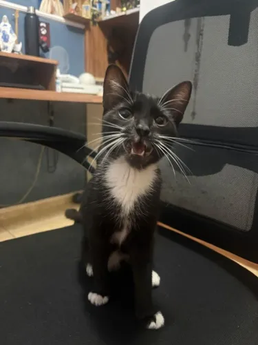 Gata para adoção responsável