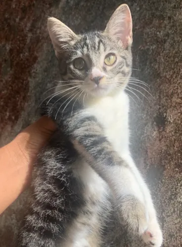 ADOÇÃO RESPONSÁVEL