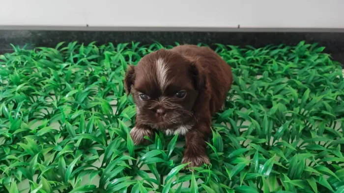 Lindos machos da raça Shih-Tzu disponível