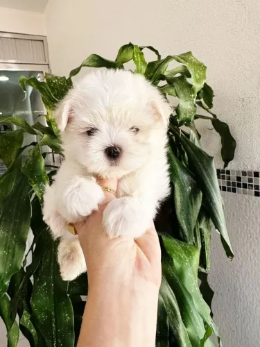 Maltes Macho - Lindo e Fofinho.