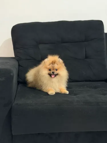 Filhote Lulu da pomerania anao