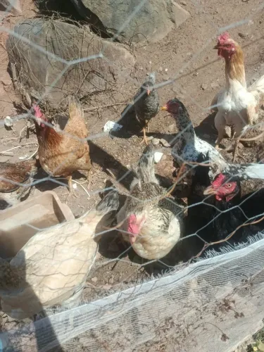 Galinha Caipira