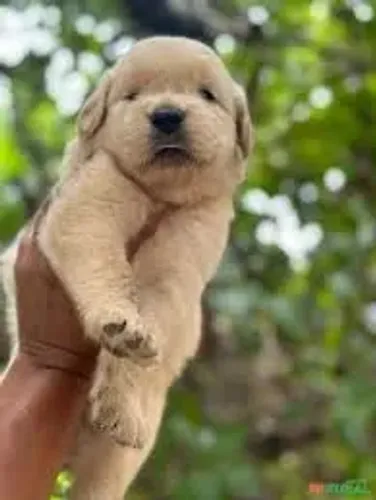 GOLDEN RETRIEVER O filhote dos sonhos.
