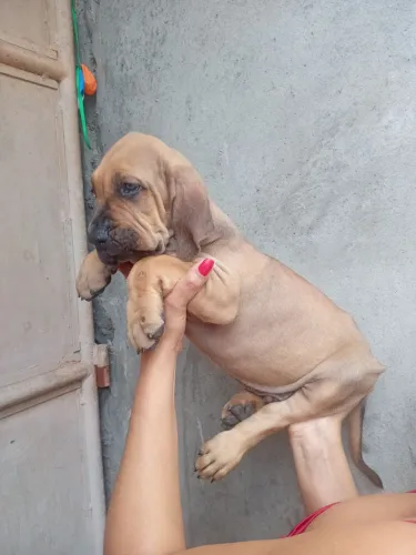 Filhote 3 três mil.