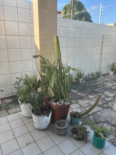 plantas 40$ cada jarro grande 