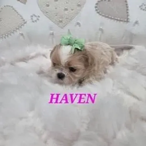 Shih Tzu,Shih Tzu Filhote Estrutura Perfeita Disponível