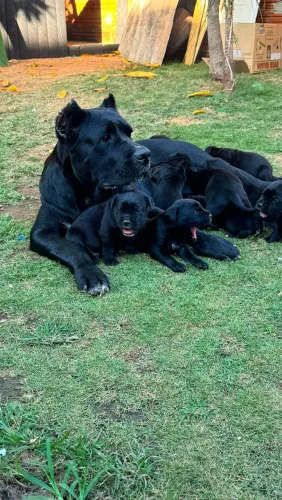 Vendo filhote Cane corso MACHOS! Fêmeas vendidas 