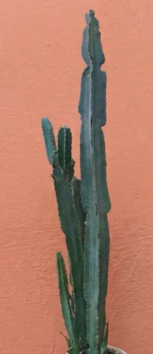 Planta euphorbia