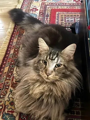 GATO MAINE COON