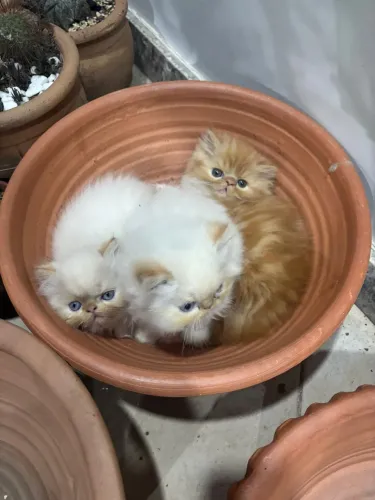 Filhote de Gato Persa Show