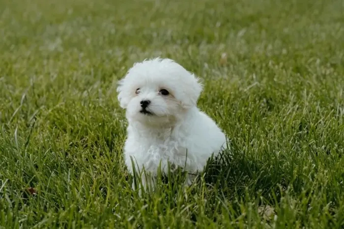 Maltês Um dog que traz conforto só com a presença