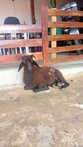 Carneiro bem cuidado 