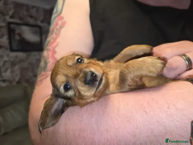 Baby dachshund/teckel/basset/salsicha/cofap dócil e temperamento saudável
