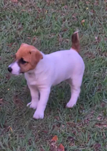Jack Russell