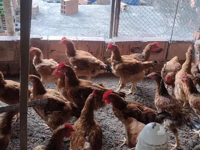 Frango caipira